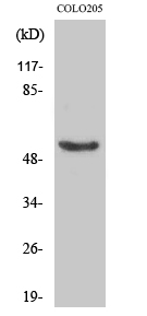 p53 (phospho Ser37) Polyclonal Antibody