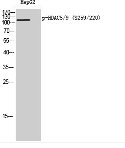HDAC5/9 (phospho Ser259/220) Polyclonal Antibody