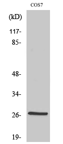 HSP27 (phospho Ser15) Polyclonal Antibody