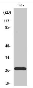 p27 (phospho Thr187) Polyclonal Antibody