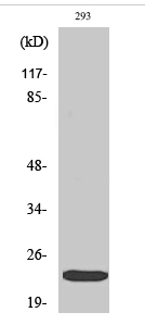eIF4E (phospho Ser209) Polyclonal Antibody