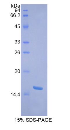 Recombinant A Disintegrin And Metalloproteinase With Thrombospondin 7 (ADAMTS7)