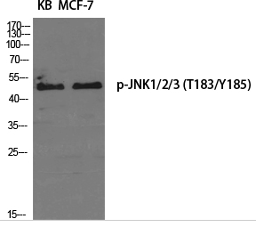 JNK1/2/3 (phospho Thr183/Y185) Polyclonal Antibody