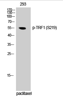 TRF1 (phospho Ser219) Polyclonal Antibody