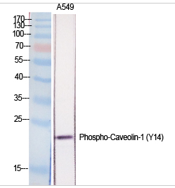Caveolin-1 (phospho Tyr14) Polyclonal Antibody