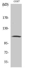 Gab 1 (phospho Tyr627) Polyclonal Antibody