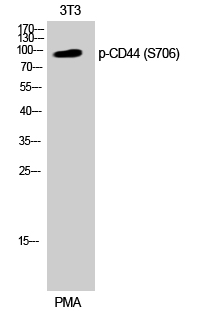 CD44 (phospho Ser706) Polyclonal Antibody