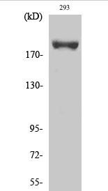 IRS-1 (phospho Ser639) Polyclonal Antibody