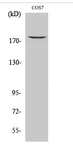 EGFR (phospho Thr678) Polyclonal Antibody