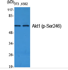 Akt1 (phospho Ser246) Polyclonal Antibody