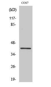 Crk-L Polyclonal Antibody