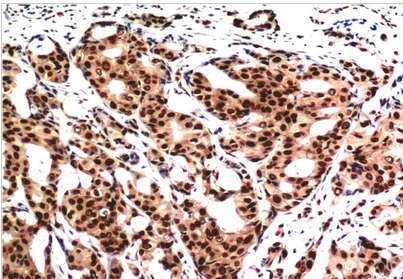 Ubiquitin Mouse Monoclonal Antibody(6G6)