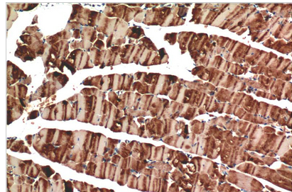 Muscle actin Mouse Monoclonal Antibody(4G10)