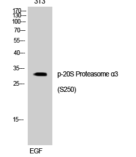 20S Proteasome α3 (phospho Ser250) Polyclonal Antibody