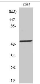 p53 (phospho Ser20) Polyclonal Antibody