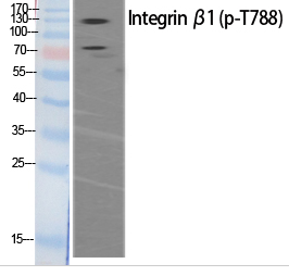 Integrin β1 (phospho Thr788) Polyclonal Antibody