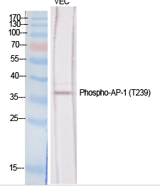AP-1 (phospho Thr239) Polyclonal Antibody