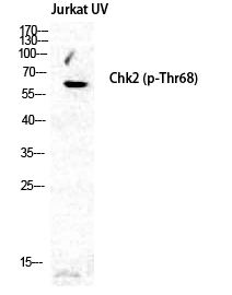 Chk2 (phospho Thr68) Polyclonal Antibody