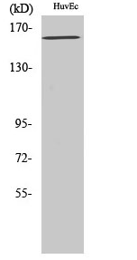 Flk-1 (phospho Tyr1175) Polyclonal Antibody
