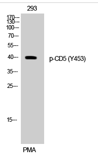 CD5 (phospho Tyr453) Polyclonal Antibody