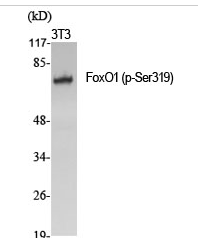 FoxO1 (phospho Ser319) Polyclonal Antibody