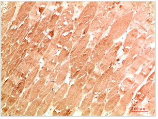 ATG4a Rabbit Polyclonal Antibody