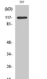 HDAC4 (phospho Ser632) Polyclonal Antibody