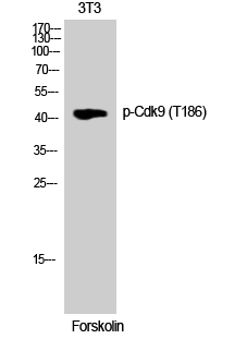 Cdk9 (phospho Thr186) Polyclonal Antibody