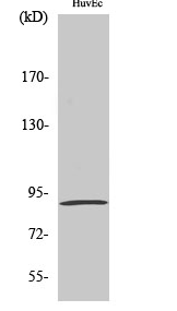 MSK1 (phospho Ser376) Polyclonal Antibody