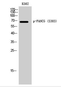 FANCG (phospho Ser383) Polyclonal Antibody
