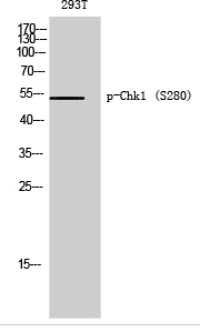 Chk1 (phospho Ser280) Polyclonal Antibody