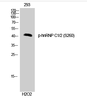 hnRNP C1/2 (phospho Ser260) Polyclonal Antibody