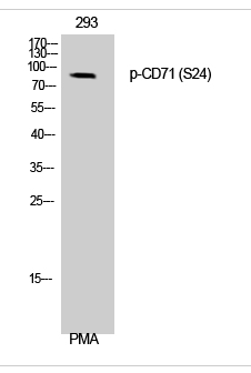 CD71 (phospho Ser24) Polyclonal Antibody