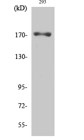EGFR (phospho Thr693) Polyclonal Antibody