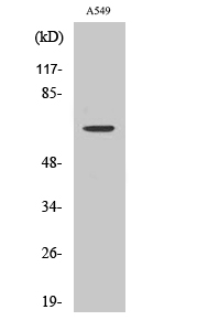 CERKL Polyclonal Antibody