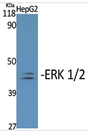 ERK 1/2 (phospho Tyr204) Polyclonal Antibody