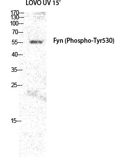 Fyn (phospho Tyr530) Polyclonal Antibody