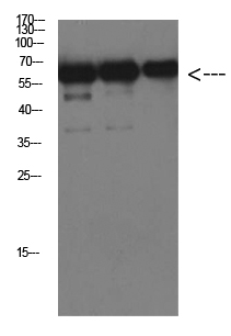 Luciferase Mouse Monoclonal Antibody(6B8)