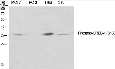 CREB-1 (phospho Ser133) Polyclonal Antibody