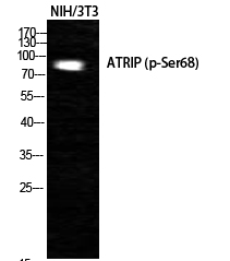ATRIP (phospho Ser68) Polyclonal Antibody