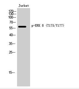 ERK 8 (phospho Thr175/Y177) Polyclonal Antibody