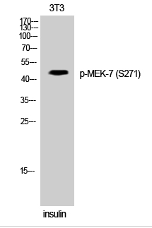 MEK-7 (phospho Ser271) Polyclonal Antibody