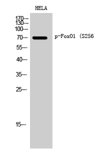 FoxO1 (phospho Ser256) Polyclonal Antibody