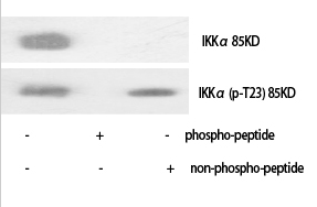 IKKα (phospho Thr23) Polyclonal Antibody