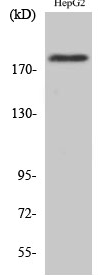 IRS-1 (phospho Ser1101) Polyclonal Antibody