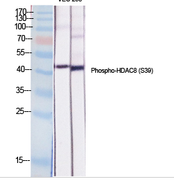 HDAC8 (phospho Ser39) Polyclonal Antibody