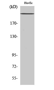 Na+ CP-pan Polyclonal Antibody