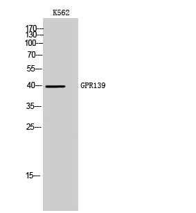 GPR139 Polyclonal Antibody