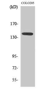 NOS3 Polyclonal Antibody