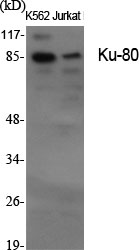 Ku-80 Polyclonal Antibody